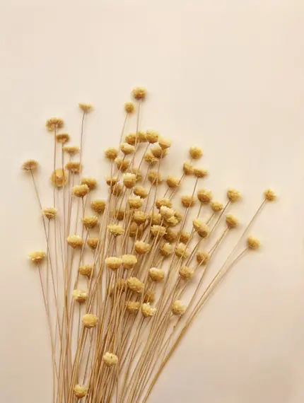 El_brillo_que_nació_de_la_tierra